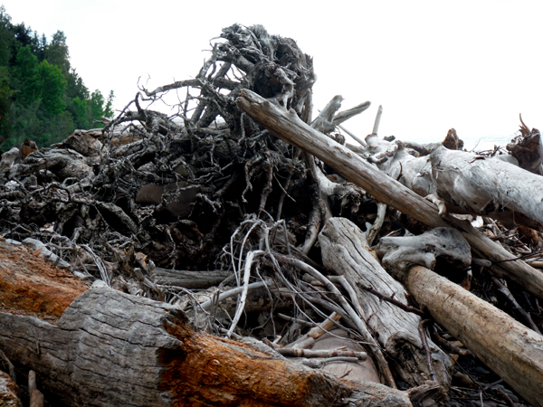 Driftwood, logs and tree trunks
